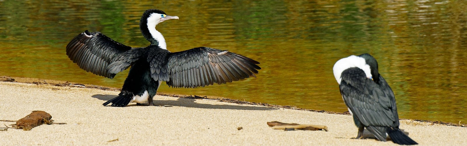 Pied shag