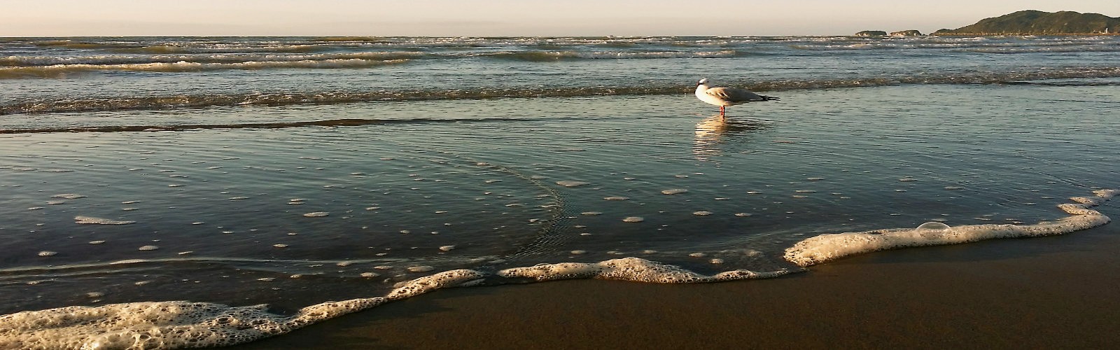 Pohara Beach seagull
