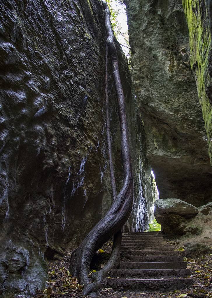 Grove Scenic Reserve